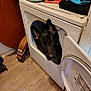 dog, black_dog, laundry_room, dryer, open_dryer_door, wooden_floor, clothing, household, curious, pet, indoors, appliance, floor, door, ears, face, brown_eyes, wood, fabric, domestic_animal
