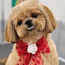 dog, bow, red_bow, flower, cute, fluffy, pet, groomed, portrait, indoor, animal, small_dog, decorative_bow, face, fur, leash, table, blurry_background, painting, adorable