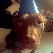 Scooby is registered to the contest to win money with this photo: dog, brown_dog, party_hat, bed, blanket, indoor, pet, canine, closeup, curious, looking_at_camera, soft_light, cozy, fur, animal, muzzle, ears, collar, domestic_animal, portrait