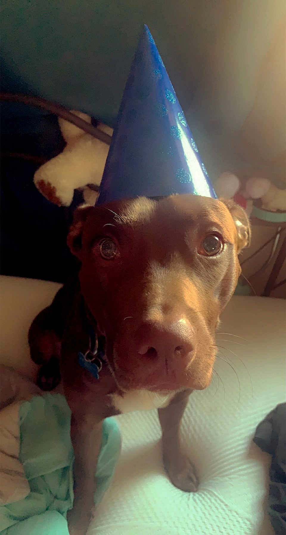 Scooby