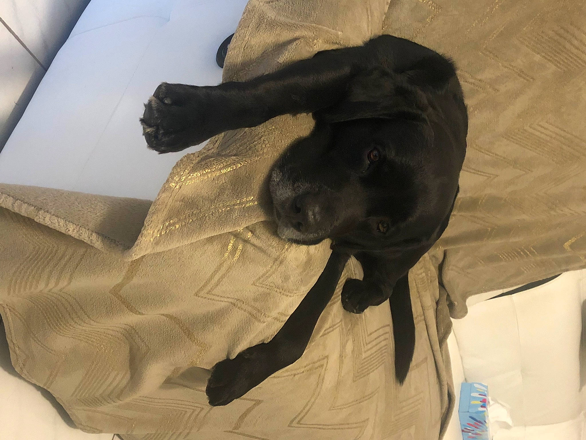 Iron participe au concours pour gagner de l'argent avec cette photo : canidae, dog_breed, flat_coated_retriever, snout, sporting_group, tail