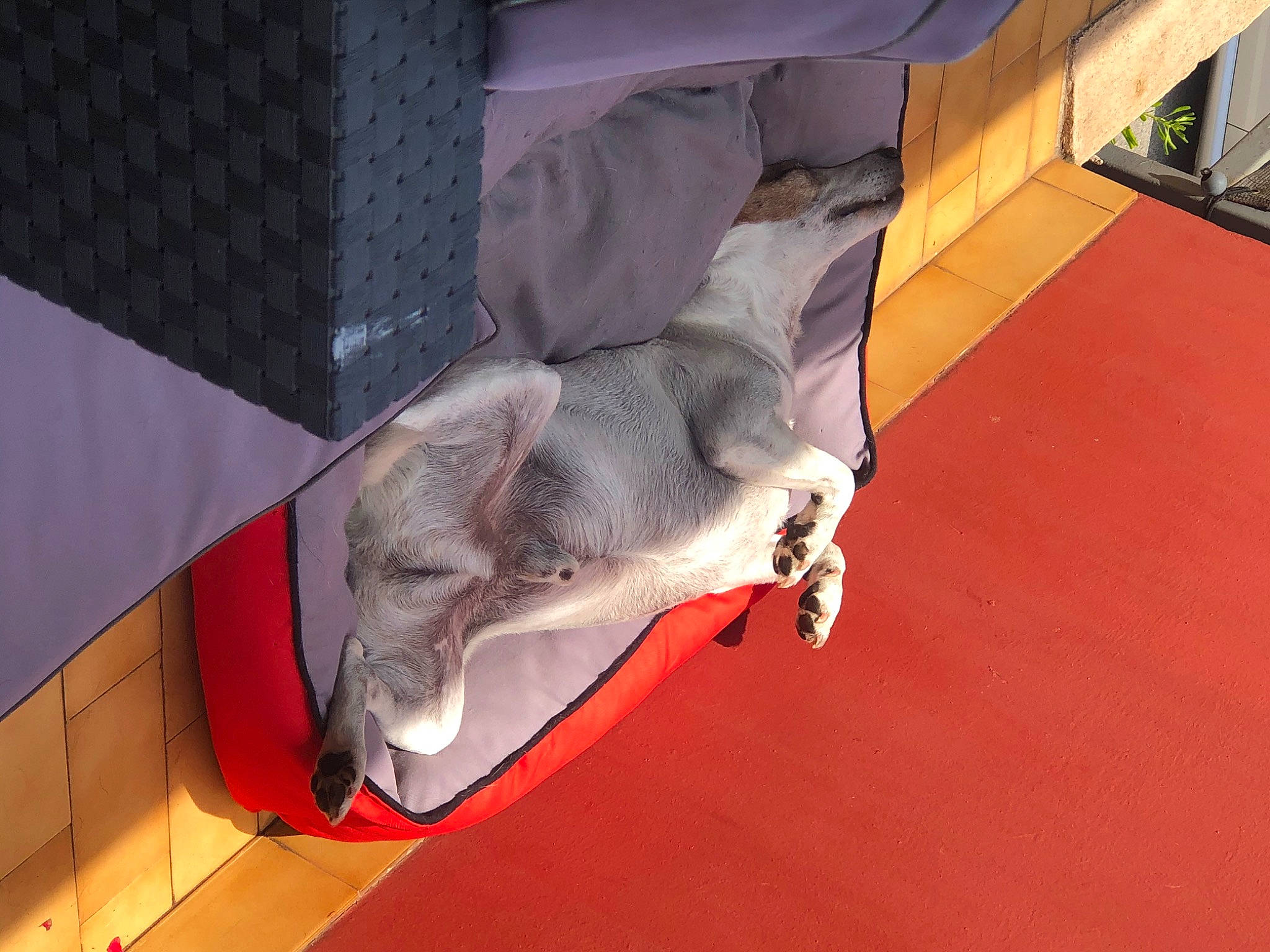 Bambou participe au concours pour gagner de l'argent avec cette photo : carnivore, cat, fawn, felidae, russian_blue, small_to_medium_sized_cats, sporting_group, tail