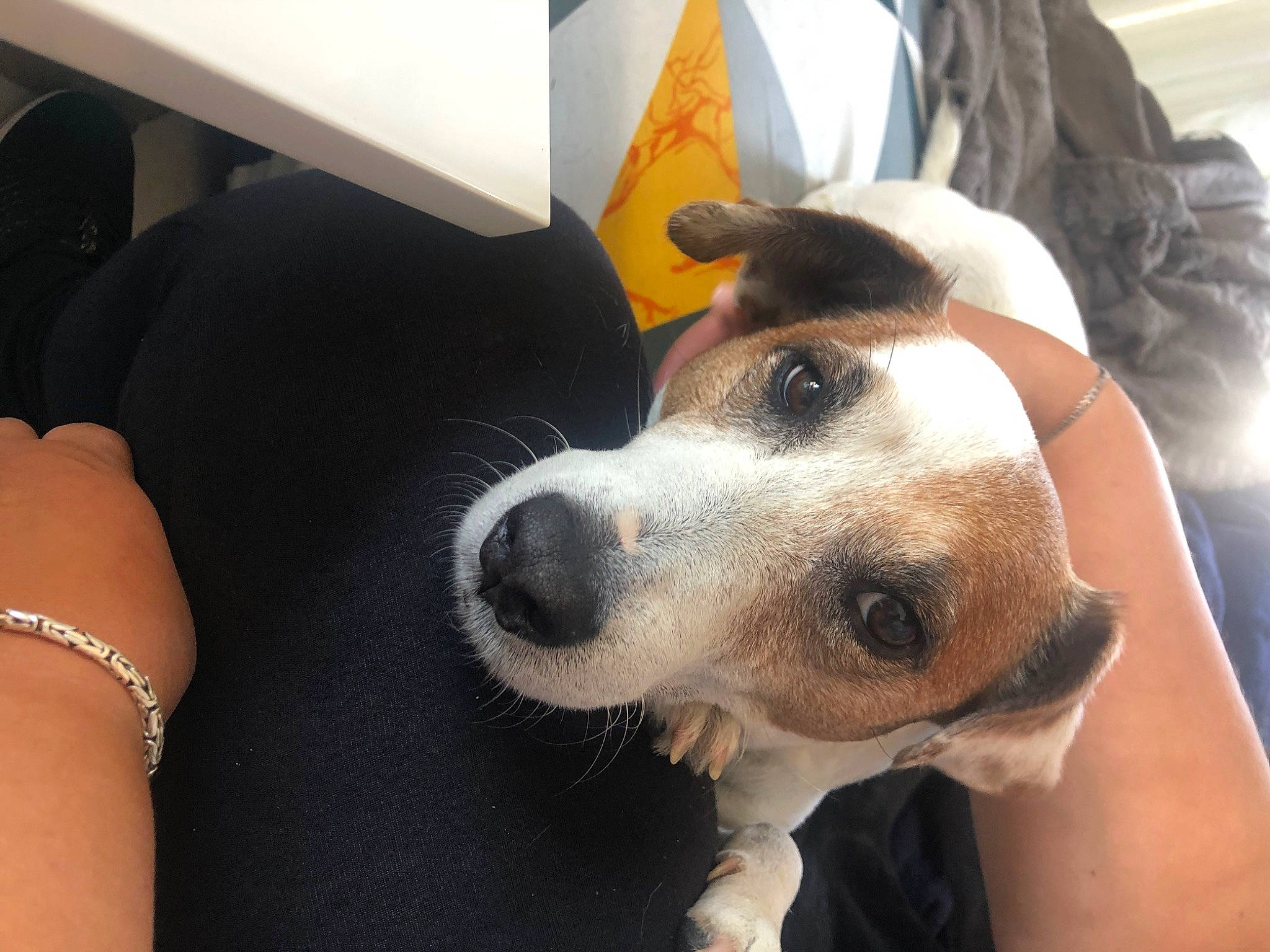 Bambou a rejoint le concours — aidez-le/la à gagner de superbes lots ! brazilian_terrier, canidae, carnivore, companion_dog, danish_swedish_farmdog, dog, dog_breed, ear, eye, fawn, head, jack_russell_terrier, mammal, nose, puppy_love, rat_terrier, ratonero_bodeguero_andaluz, russell_terrier, selfie, snout