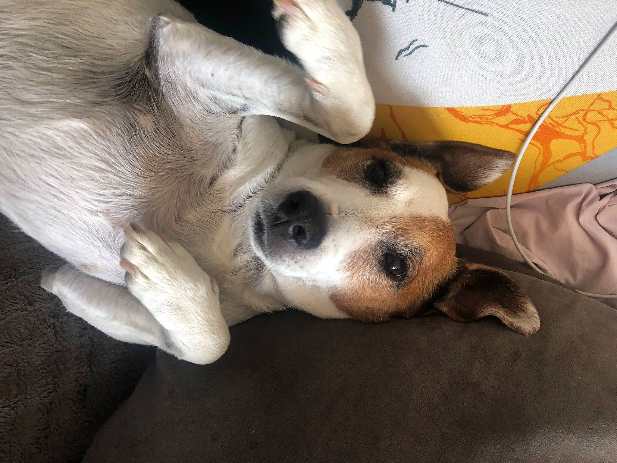 Bambou a rejoint le concours — aidez-le/la à gagner de superbes lots ! canidae, carnivore, companion_dog, dog, dog_breed, ear, fawn, non_sporting_group, nose, puppy, puppy_love, snout, sporting_group