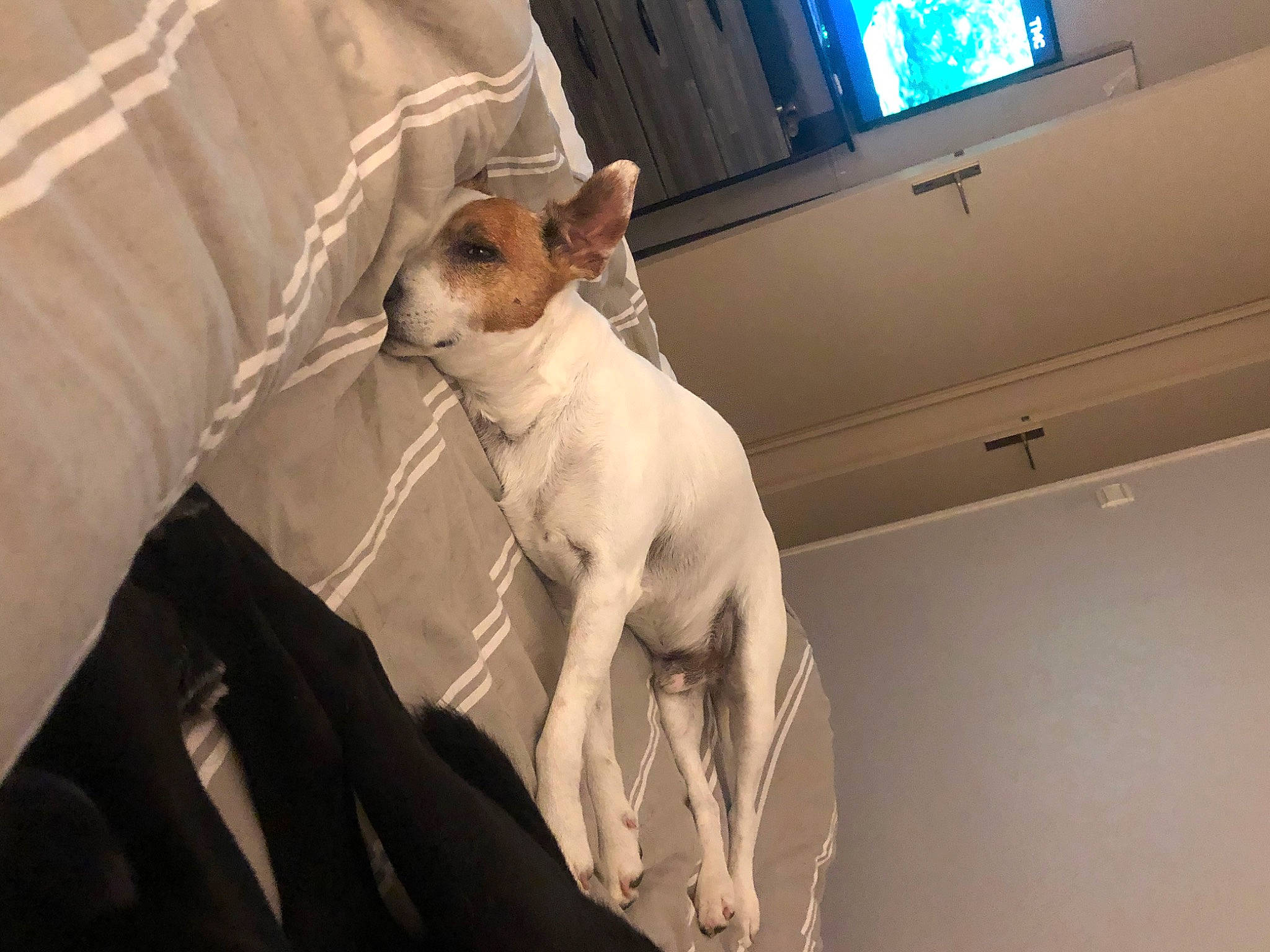 Bambou participe au concours pour gagner de l'argent avec cette photo : canidae, carnivore, companion_dog, dog, dog_breed, fawn, feist, mammal, non_sporting_group, vertebrate