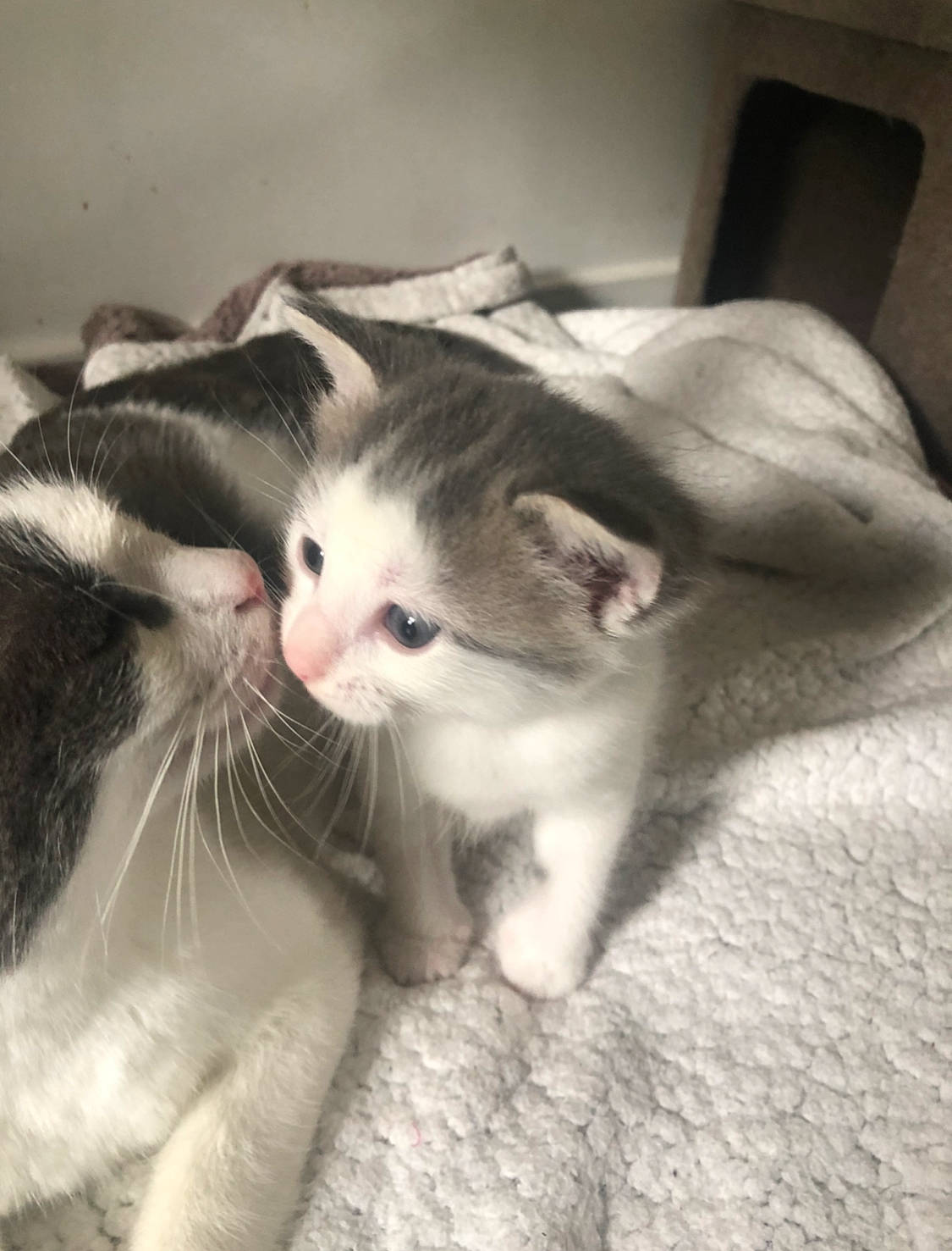 Lexie a rejoint le concours — aidez-le/la à gagner de superbes lots ! aegean_cat, american_wirehair, asian, black_and_white, carnivore, cat, domestic_short_haired_cat, european_shorthair, fawn, felidae, fur, kitten, mammal, paw, polydactyl_cat, scottish_fold, small_to_medium_sized_cats, whiskers