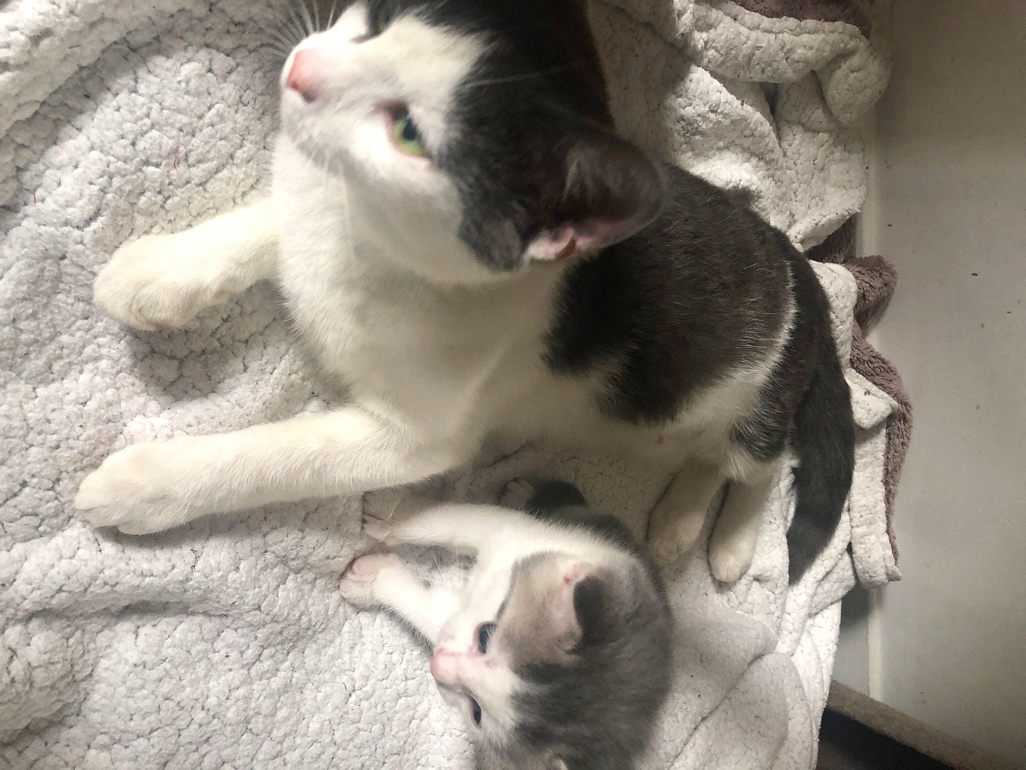 Lexie a rejoint le concours — aidez-le/la à gagner de superbes lots ! aegean_cat, american_wirehair, carnivore, cat, domestic_short_haired_cat, european_shorthair, fawn, felidae, fur, kitten, nose, paw, polydactyl_cat, small_to_medium_sized_cats, snout, tail, whiskers