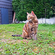 Nina participe au concours pour gagner de l'argent avec cette photo : cat, tabby_cat, grass, greenery, outdoor, garden, shed, pet, animal, feline, nature, sitting, fur, whiskers, ears, eyes, plants, shrubbery, daylight, looking_away