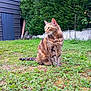 cat, tabby_cat, grass, greenery, outdoor, garden, shed, pet, animal, feline, nature, sitting, fur, whiskers, ears, eyes, plants, shrubbery, daylight, looking_away