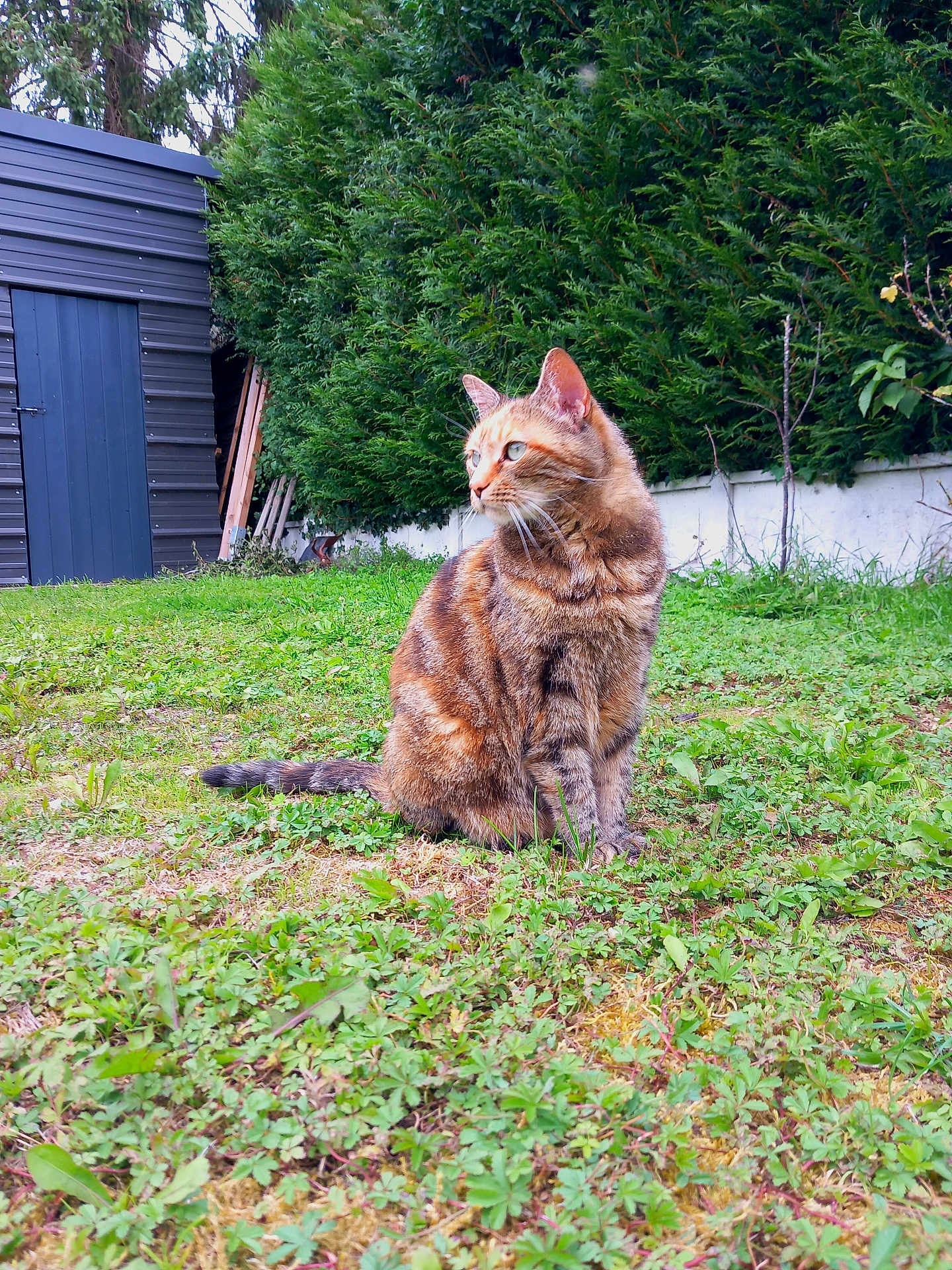 Nina participe au concours pour gagner de l'argent avec cette photo : cat, tabby_cat, grass, greenery, outdoor, garden, shed, pet, animal, feline, nature, sitting, fur, whiskers, ears, eyes, plants, shrubbery, daylight, looking_away