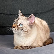 Trixie participe au concours pour gagner de l'argent avec cette photo : cat, blue_eyes, whiskers, ears, fur, striped, domestic_cat, pet, indoor, relaxed, soft_surface, close_up, profile, animal, feline, cozy, sitting, portrait, focused, calm