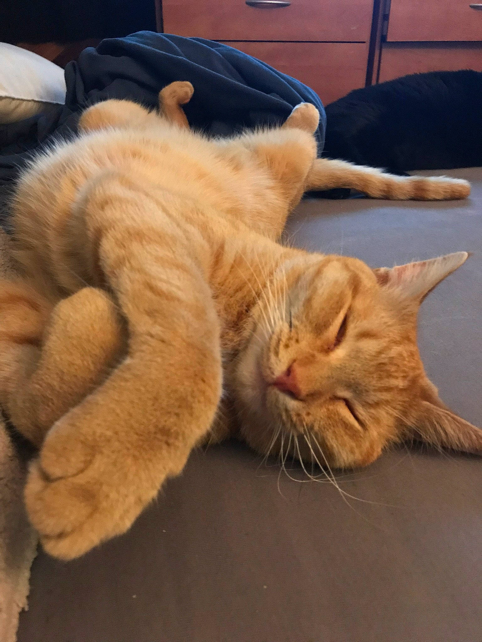 Gibbs joined the competition — help win amazing prizes! aegean_cat, asian, carnivore, cat, claw, domestic_short_haired_cat, european_shorthair, fawn, felidae, fur, kitten, nap, paw, polydactyl_cat, sleep, small_to_medium_sized_cats, snout, tabby_cat, tail, whiskers