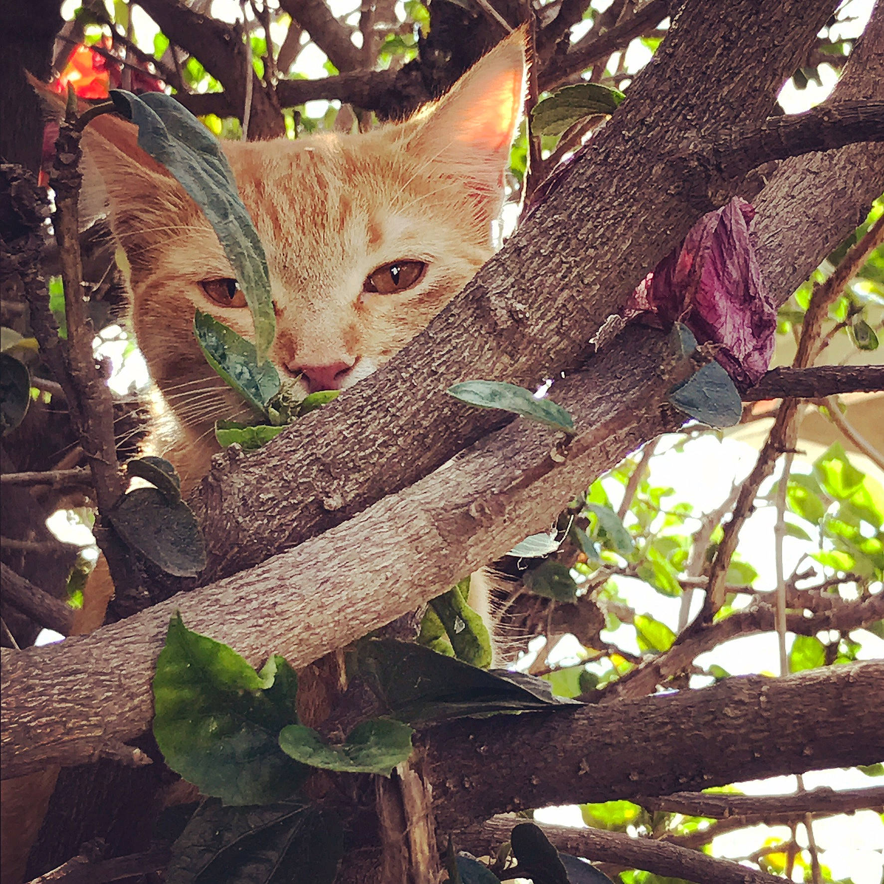 Gibbs joined the competition — help win amazing prizes! asian, branch, carnivore, cat, european_shorthair, eye, fawn, felidae, kitten, leaf, plant, plant_stem, small_to_medium_sized_cats, tree, trunk, twig, whiskers, wild_cat, wood, woody_plant