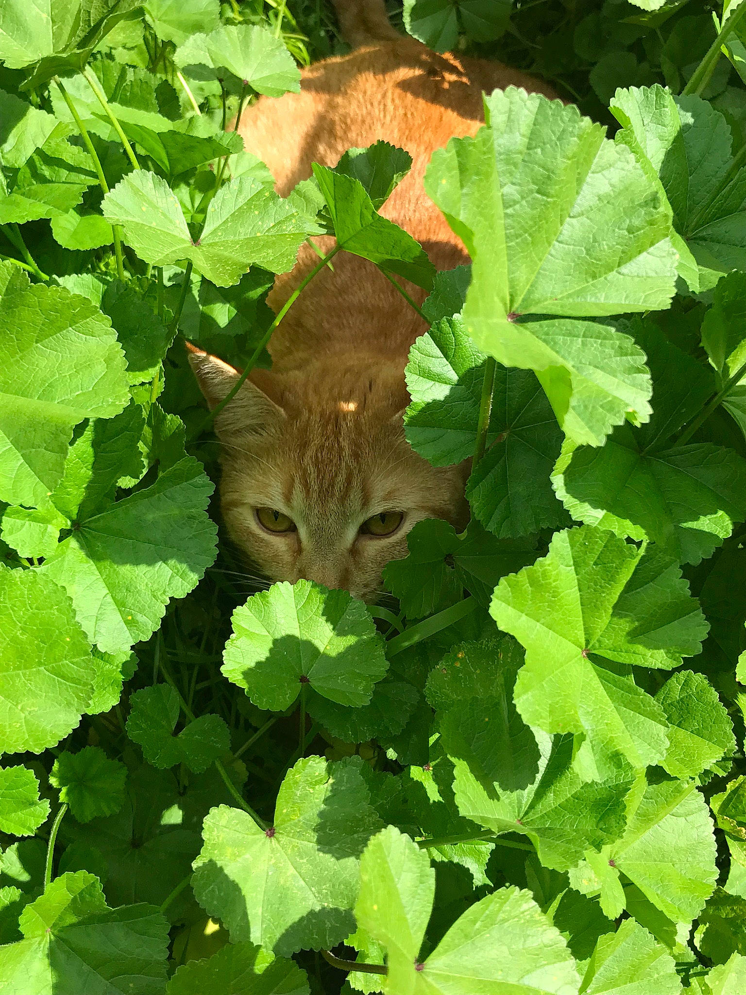 Gibbs is registered to the contest to win money with this photo: adaptation, annual_plant, cat, felidae, flower, flowering_plant, green, groundcover, herb, herbaceous_plant, ivy, leaf, plant, small_to_medium_sized_cats, vegetable, whiskers