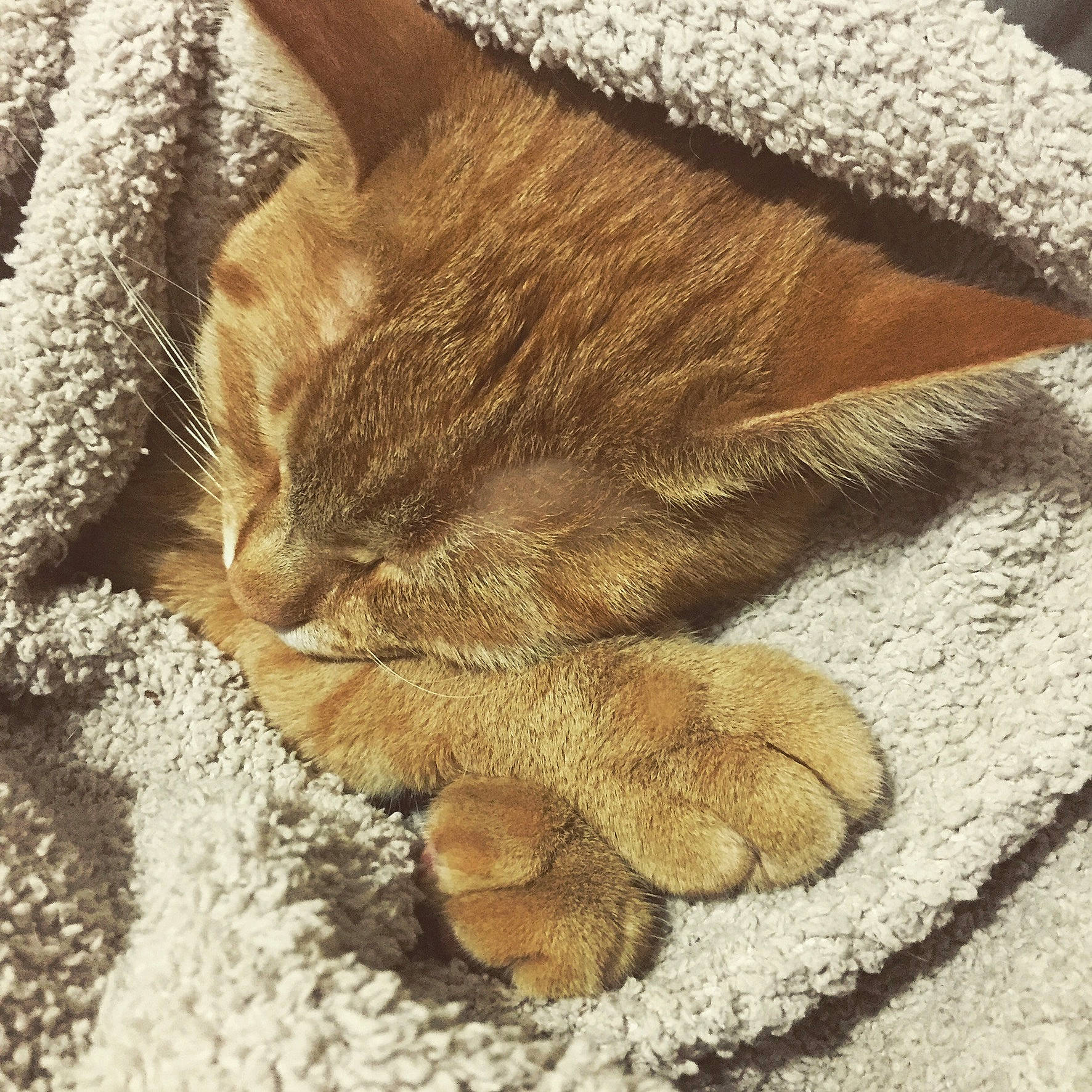 Gibbs joined the competition — help win amazing prizes! asian, carnivore, cat, claw, close_up, domestic_short_haired_cat, european_shorthair, eye, felidae, fur, kitten, nap, paw, pixie_bob, sleep, small_to_medium_sized_cats, snout, tabby_cat, tail, whiskers