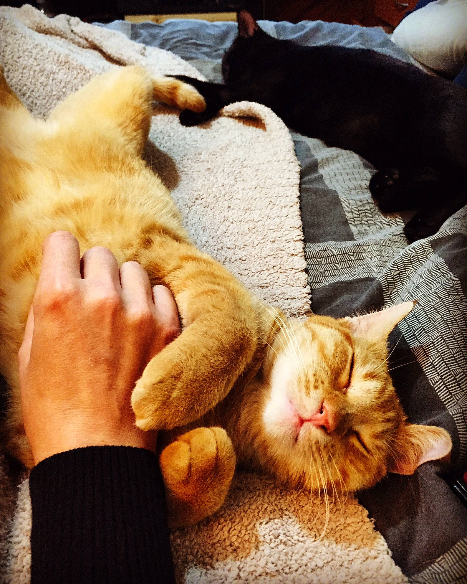 Gibbs joined the competition — help win amazing prizes! asian, carnivore, cat, claw, comfort, european_shorthair, fawn, felidae, foot, fur, hand, kitten, leg, nap, paw, polydactyl_cat, sleep, small_to_medium_sized_cats, tabby_cat, whiskers