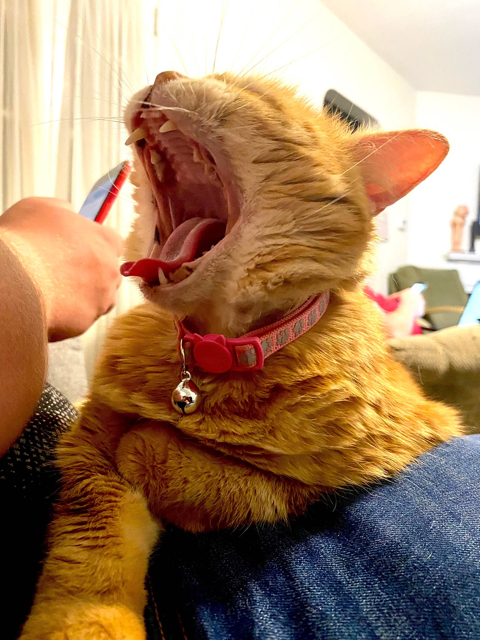 Dandelion is registered to the contest to win money with this photo: carnivore, cat, companion_dog, curtain, dog_breed, ear, fang, fawn, felidae, fur, gesture, glasses, jaw, mammal, small_to_medium_sized_cats, snout, sporting_group, vertebrate, whiskers, yawn