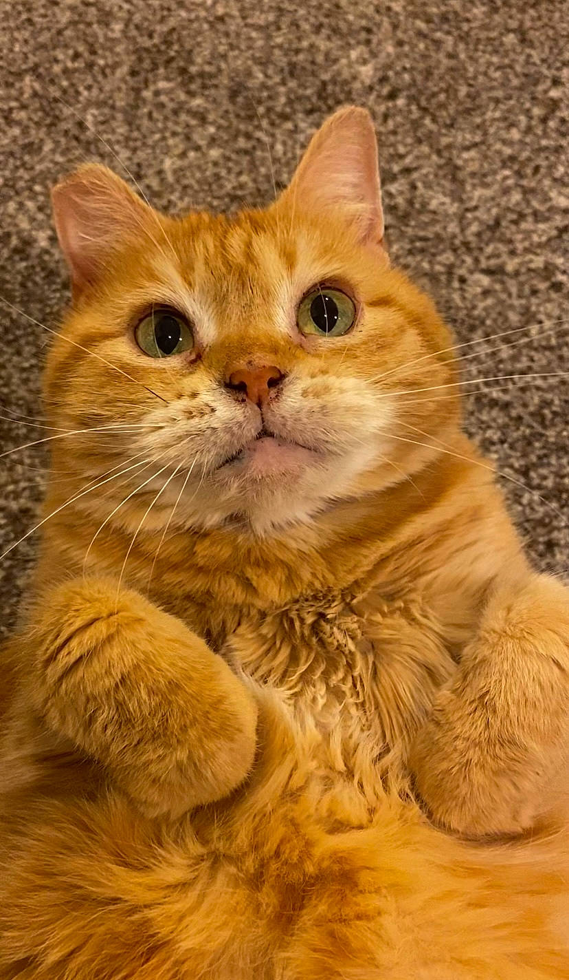 Dandelion is registered to the contest to win money with this photo: carnivore, cat, claw, domestic_short_haired_cat, fawn, felidae, fur, gesture, paw, peach, small_to_medium_sized_cats, snout, terrestrial_animal, whiskers, wildlife, wood