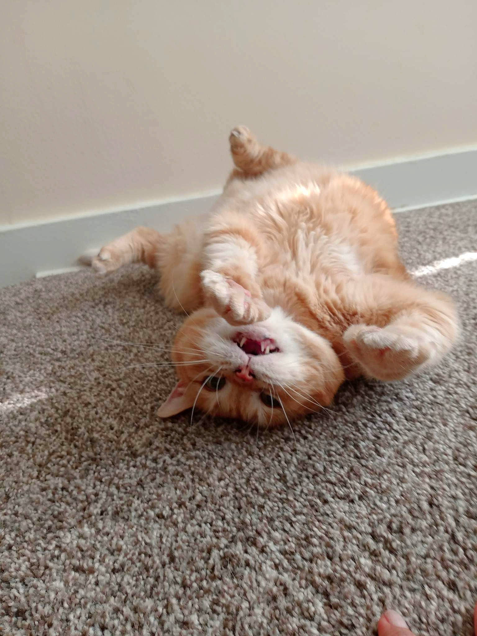 Dandelion joined the competition — help win amazing prizes! carnivore, cat, claw, comfort, domestic_short_haired_cat, eye, fawn, felidae, floor, flooring, foot, fur, human_leg, paw, small_to_medium_sized_cats, snout, tail, whiskers, window, wood