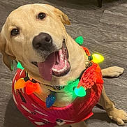Daisy is registered to the contest to win money with this photo: dog, labrador, yellow_lab, pet, festive, christmas_lights, sweater, red_sweater, happy, tongue_out, indoor, wooden_floor, cute, smiling, animal, canine, holiday, decorations, collar, playful