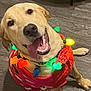 dog, labrador, yellow_lab, pet, festive, christmas_lights, sweater, red_sweater, happy, tongue_out, indoor, wooden_floor, cute, smiling, animal, canine, holiday, decorations, collar, playful