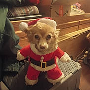 Naynay joined the competition — help win amazing prizes! animal, black_surface, box, brown_dog, christmas, clothing, costume, cute, dog, face, festive, fur, furniture, holiday, indoors, pet, santa_claus, small_dog, standing, toy_like
