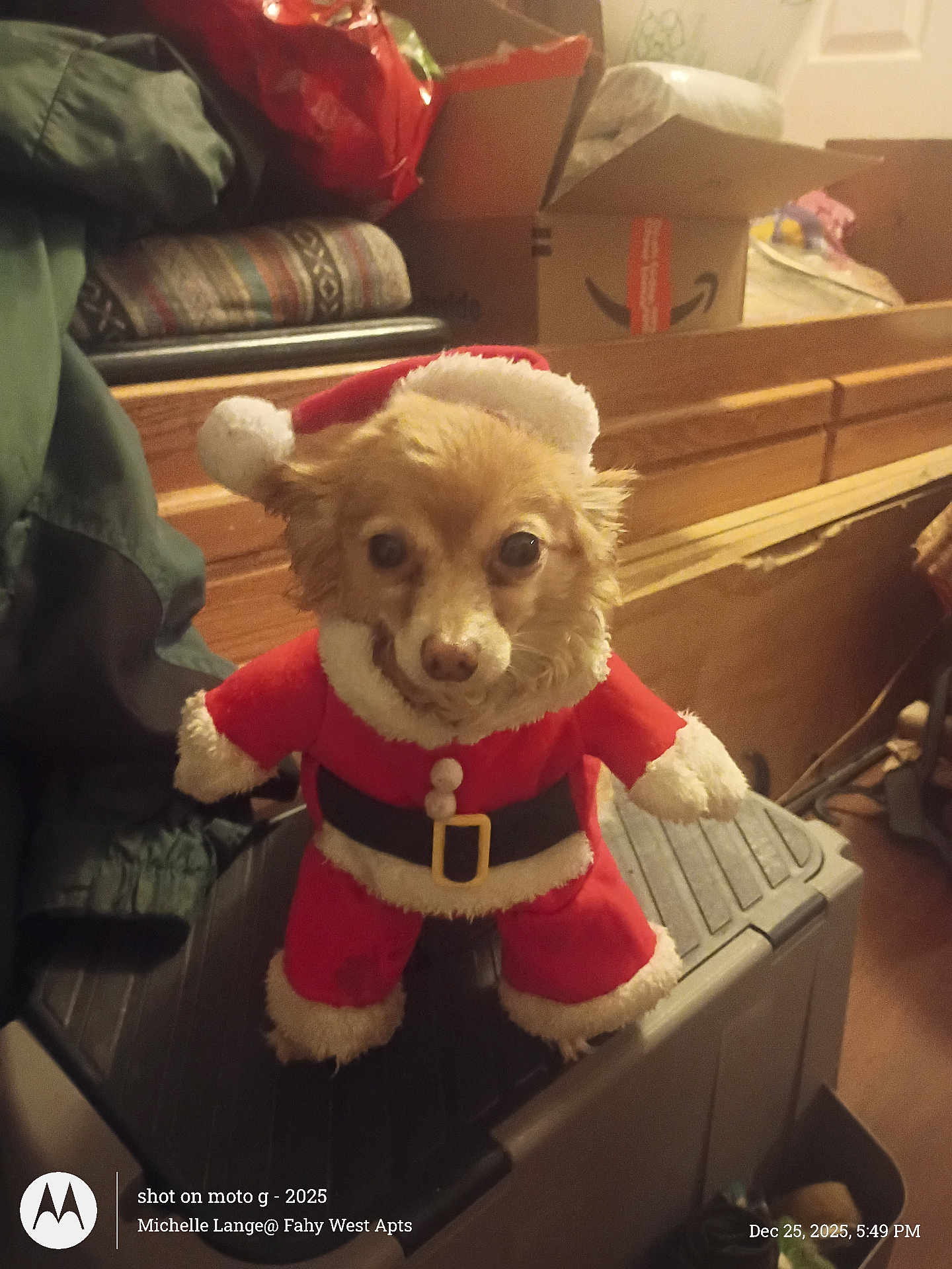 Naynay joined the competition — help win amazing prizes! animal, black_surface, box, brown_dog, christmas, clothing, costume, cute, dog, face, festive, fur, furniture, holiday, indoors, pet, santa_claus, small_dog, standing, toy_like