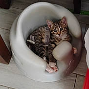 Yoda is registered to the contest to win money with this photo: kitten, cat, baby_seat, pet, indoor, floor, curious, tabby, small, cute, animal, feline, resting, paws, white, plastic, household, looking, young, cozy