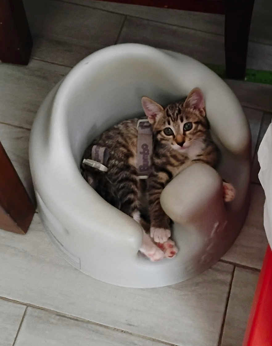 Yoda is registered to the contest to win money with this photo: kitten, cat, baby_seat, pet, indoor, floor, curious, tabby, small, cute, animal, feline, resting, paws, white, plastic, household, looking, young, cozy