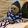 Buddy is registered to the contest to win money with this photo: animal, blanket, blue, casual, couch, cozy, cute, dog, fluffy, fur, hearts, home, hoodie, indoor, knitwear, pet, portrait, relaxing, resting, warm