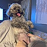 Buddy is registered to the contest to win money with this photo: animal, artwork, bed, blanket, comfort, cozy, curly_hair, curtains, dog, fur, hand, happy, indoor, person, pet, playing, relaxed, tongue_out, wall, window