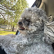 Buddy joined the competition — help win amazing prizes! animal, canine, car, curly_fur, dog, fence, fluffy, greenery, happy, nature, outdoor, park, pet, poodle, side_view, sunlight, transportation, tree, vehicle, window