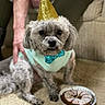 animal, bow_tie, cake, carpet, celebration, costume, cute, dog, festive, food, furry, hand, indoor, party_hat, person, pet, plate, sitting, small_dog, sprinkles