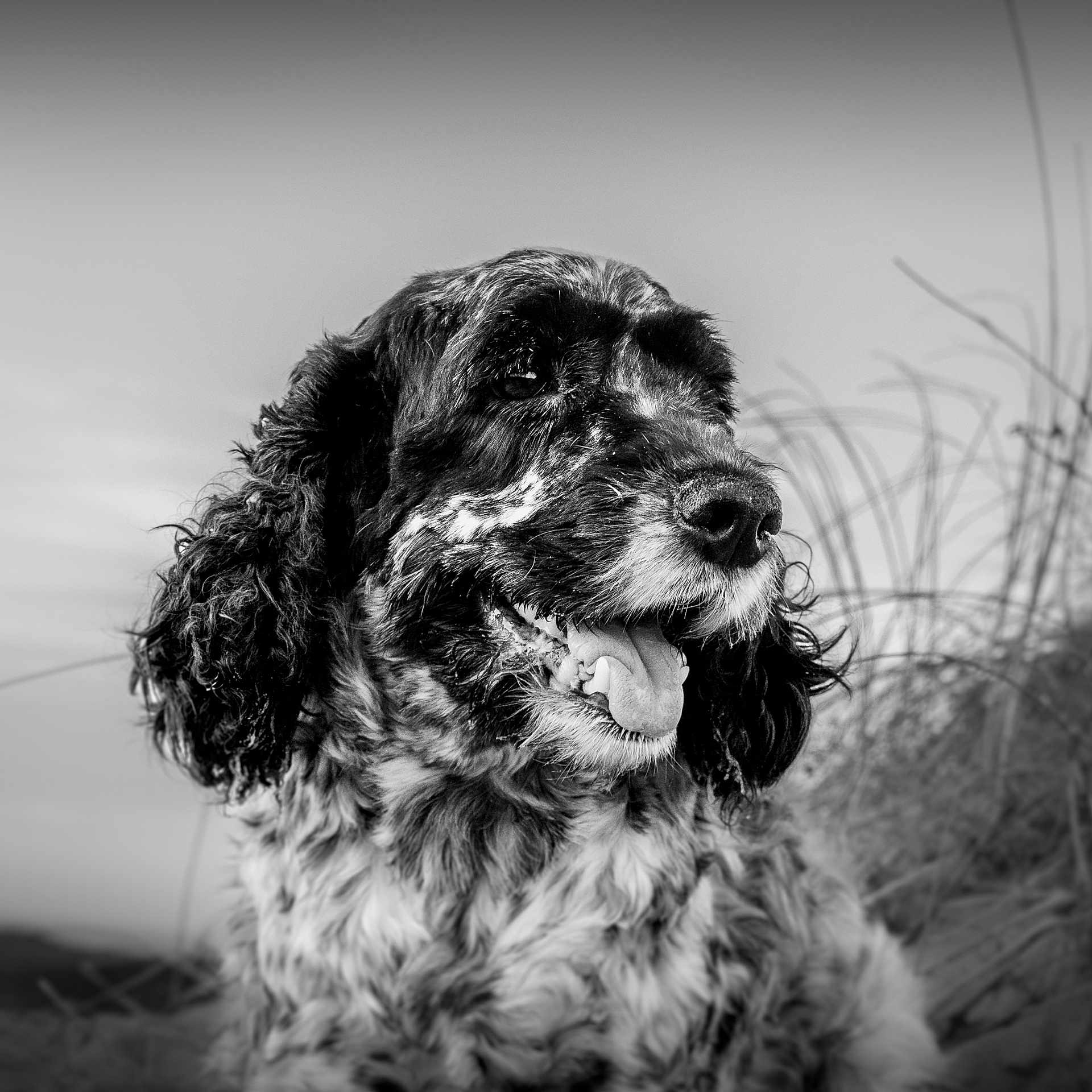 Poppy a rejoint le concours — aidez-le/la à gagner de superbes lots ! airedale, animal, bodypart, canine, cockerspaniel, dog, face, head, hound, mouth, papillon, person, pet, pointer, poodle, puppy, terrier