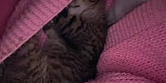 Angelo a rejoint le concours — aidez-le/la à gagner de superbes lots ! animal, cat, closeup, comfort, cozy, cute, fabric, fur, indoor, kitten, knitted, pet, pink_blanket, relaxation, resting, sleeping, soft, tabby, texture, warm