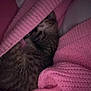 animal, cat, closeup, comfort, cozy, cute, fabric, fur, indoor, kitten, knitted, pet, pink_blanket, relaxation, resting, sleeping, soft, tabby, texture, warm