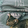 Angelo a rejoint le concours — aidez-le/la à gagner de superbes lots ! animal, bed, blanket, cat, cozy, cute, domestic_animal, ear, feline, fur, kitten, paw, peaceful, pet, relaxation, resting, sleeping, soft, tabby, whiskers