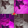 Angelo participe au concours pour gagner de l'argent avec cette photo : bed, blanket, cat, collage, cozy, cute, feline, four_photos, grayscale, heart_decoration, indoor, kitten, peaceful, purple_tint, resting, sleeping, snuggled, soft, tabby, warm