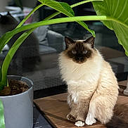 Tosca participe au concours pour gagner de l'argent avec cette photo : animal, blue_eyes, cat, cozy, domestic, feline, fluffy, fur, green, houseplant, indoor, leaf, pet, plant, portrait, potted_plant, relaxed, sitting, table, wooden_surface