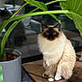 animal, blue_eyes, cat, cozy, domestic, feline, fluffy, fur, green, houseplant, indoor, leaf, pet, plant, portrait, potted_plant, relaxed, sitting, table, wooden_surface