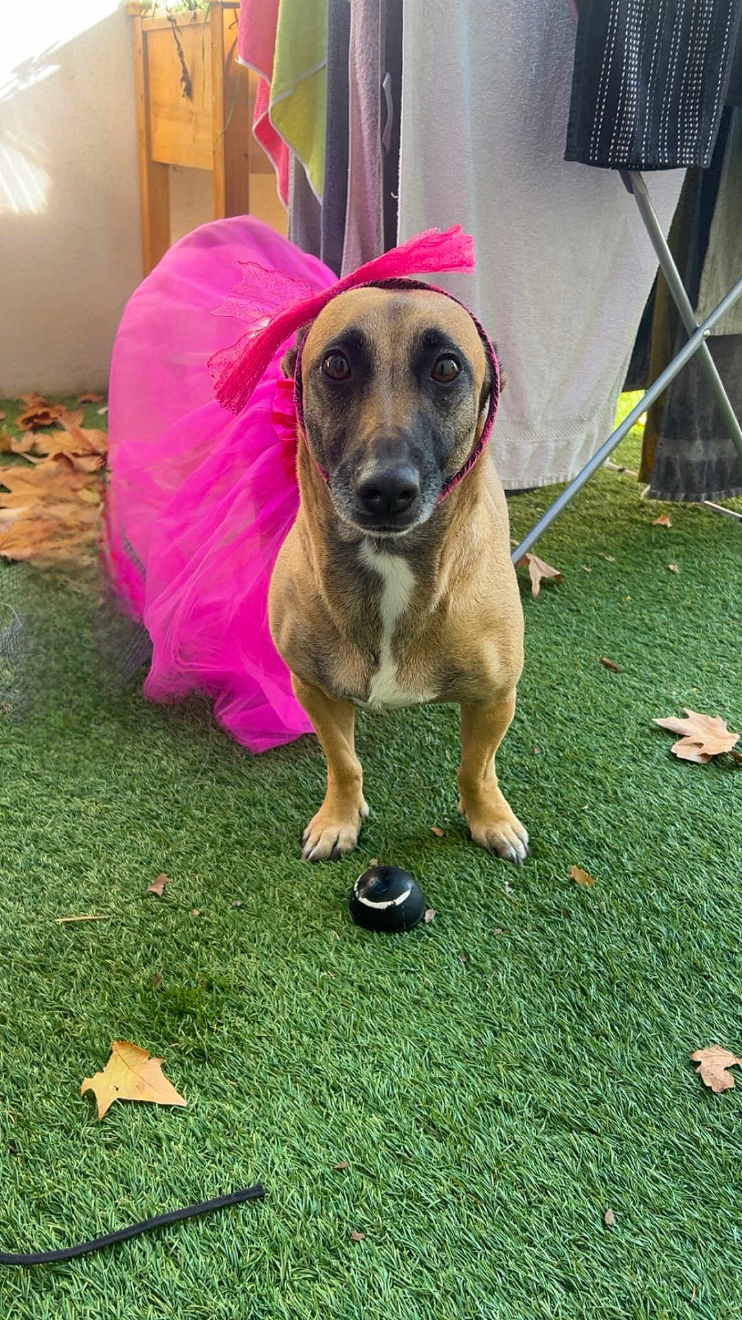 Saïka a rejoint le concours — aidez-le/la à gagner de superbes lots ! dog, tutu, pink, costume, grass, outdoor, pet, animal, curious, headband, laundry, leaves, autumn, backyard, canine, brown, white_patch, playful, domestic, closeup