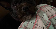 Marley joined the competition — help win amazing prizes! black_dog, blanket, close_up, comfort, couch, cozy, dog, ears, face, framed_picture, fur, home, indoor, lamp, living_room, nose, pet, plaid, resting, snout
