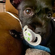 Marley is registered to the contest to win money with this photo: dog, black_dog, close_up, pacifier, pet, indoor, couch, blanket, ears, brown_couch, furry, cute, companion, resting, looking, animal, domestic_animal, small_dog, curious, soft_texture