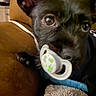 dog, black_dog, close_up, pacifier, pet, indoor, couch, blanket, ears, brown_couch, furry, cute, companion, resting, looking, animal, domestic_animal, small_dog, curious, soft_texture