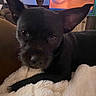 Marley joined the competition — help win amazing prizes! dog, black_dog, pet, indoor, blanket, fluffy, ears, curious, resting, close_up, furniture, lamp, television, cozy, animal, companion, cute, portrait, soft, home