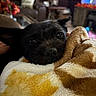 dog, black_dog, blanket, cozy, indoors, living_room, soft_texture, resting, pet, fur, cute, animal, comfort, sleepy, relaxed, nose, ears, close_up, home, furniture