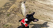 Marley is registered to the contest to win money with this photo: dog, black_dog, red_harness, fish, fishing_line, jumping, shore, sand, water, outdoor, animal, pet, small_dog, nature, daylight, shadow, excited, catch, playful, beach