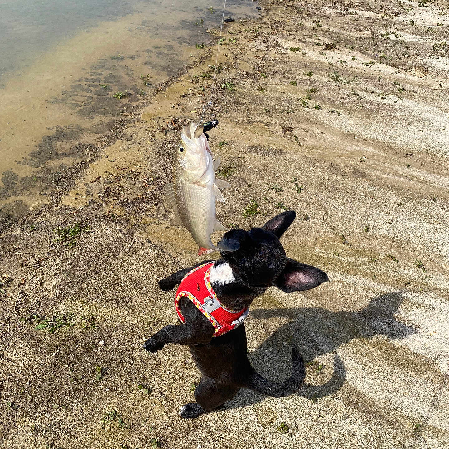 Marley is registered to the contest to win money with this photo: dog, black_dog, red_harness, fish, fishing_line, jumping, shore, sand, water, outdoor, animal, pet, small_dog, nature, daylight, shadow, excited, catch, playful, beach