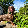 Sirius a rejoint le concours — aidez-le/la à gagner de superbes lots ! dog, dachshund, animal, pet, outdoor, garden, greenery, plants, wooden_bench, sunlight, blue_sky, nature, tongue_out, playful, collar, leafy, daylight, summer, closeup, canine