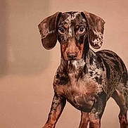 Sirius participe au concours pour gagner de l'argent avec cette photo : dog, dachshund, pet, animal, mottled_coat, ears, alert, standing, portrait, brown, black, beige_background, canine, fur, young_dog, looking_at_camera, domestic_animal, short_legs, indoor, closeup